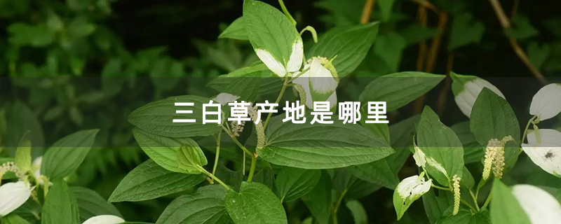 三白草产地是哪里
