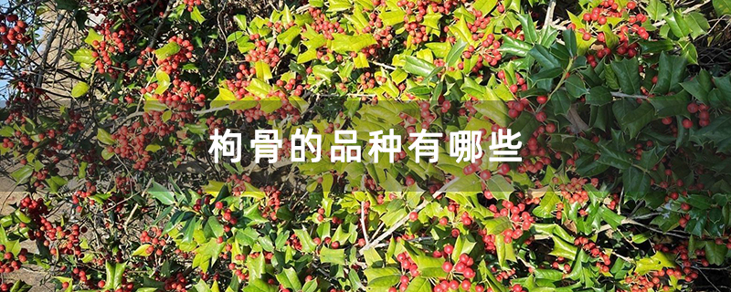 枸骨的品种有哪些