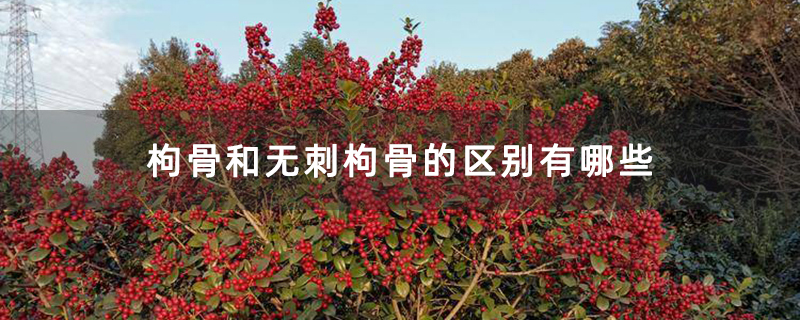 枸骨和无刺枸骨的区别有哪些