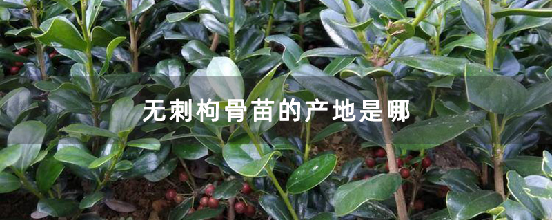 无刺枸骨苗的产地是哪