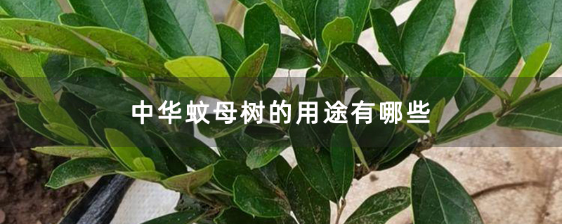 中华蚊母树的用途有哪些