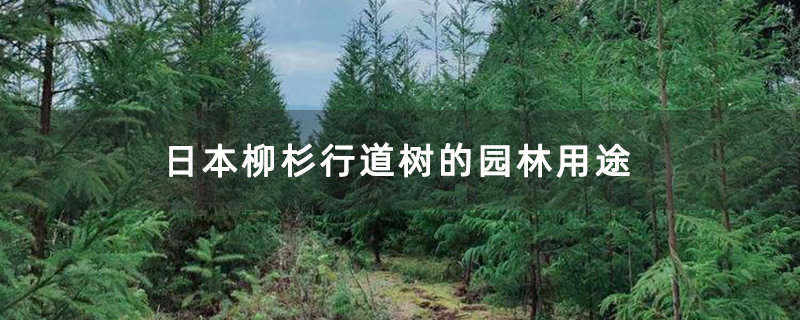 日本柳杉行道树的园林用途