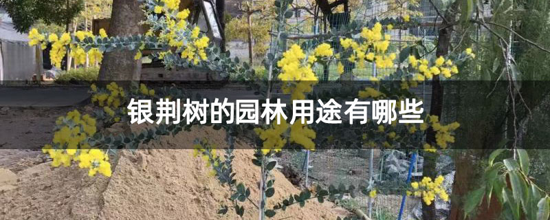 银荆树的园林用途有哪些