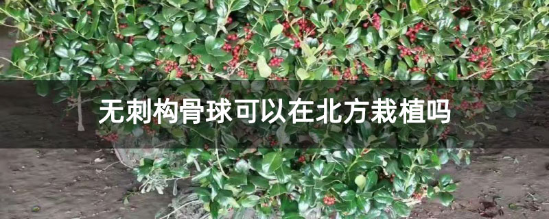 无刺构骨球可以在北方栽植吗