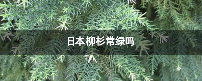 日本柳杉常绿吗