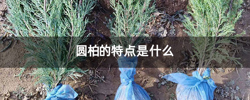 圆柏的特点是什么