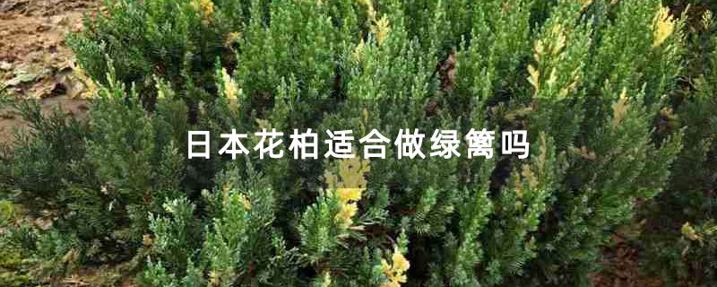 日本花柏适合做绿篱吗
