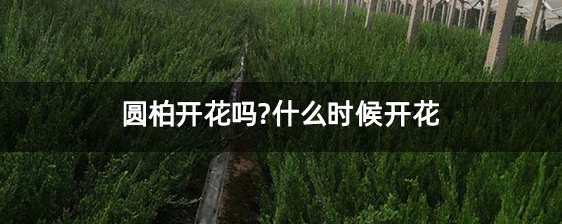 圆柏开花吗？什么时候开花