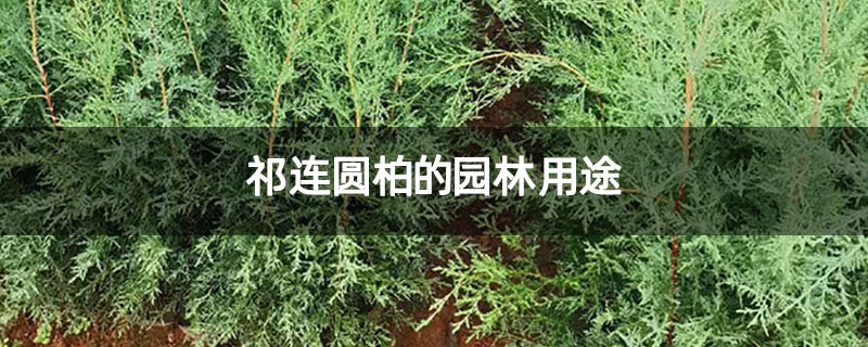 祁连圆柏的园林用途