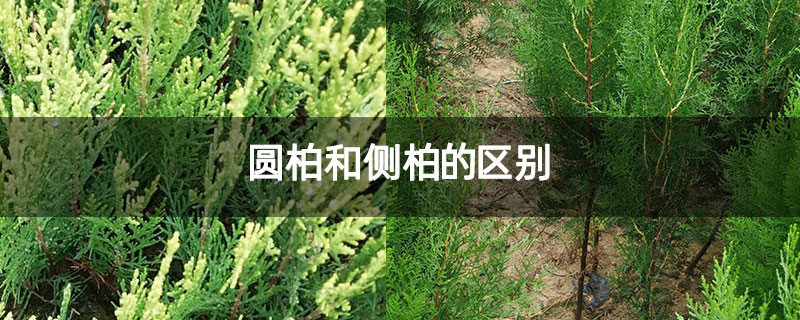 圆柏和侧柏的区别