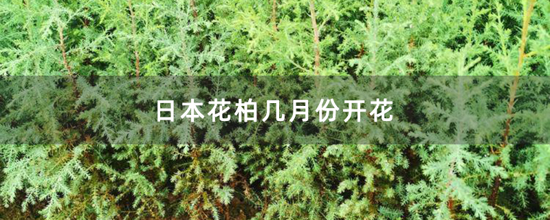 日本花柏几月份开花