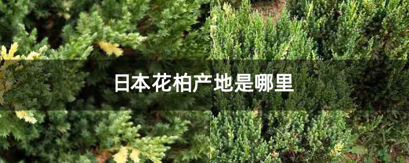日本花柏产地是哪里