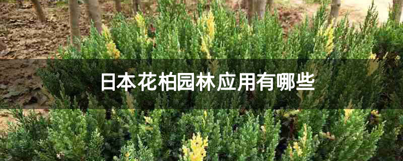 日本花柏园林应用有哪些