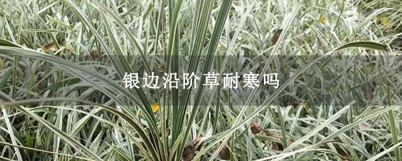 银边沿阶草耐寒吗