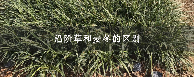 沿阶草和麦冬的区别