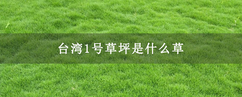 台湾1号草坪是什么草
