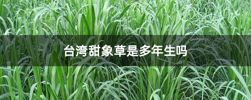 台湾甜象草是多年生吗