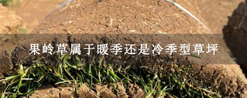 果岭草属于暖季还是冷季型草坪