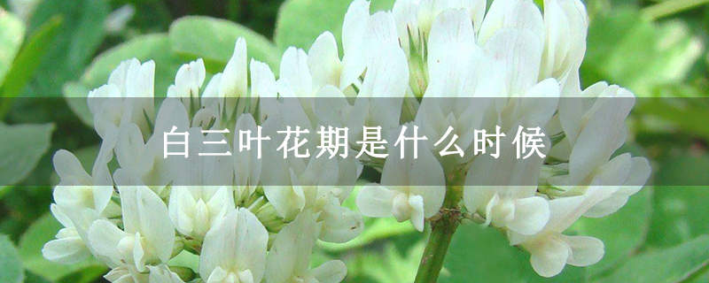 白三叶花期是什么时候