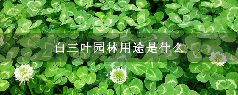 白三叶园林用途是什么