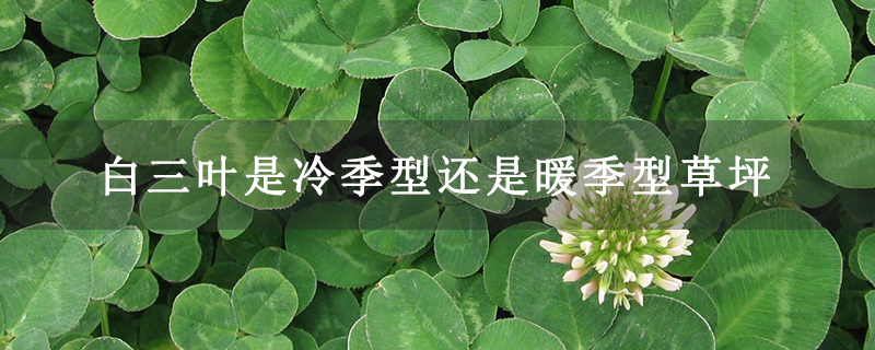 白三叶是冷季型还是暖季型草坪