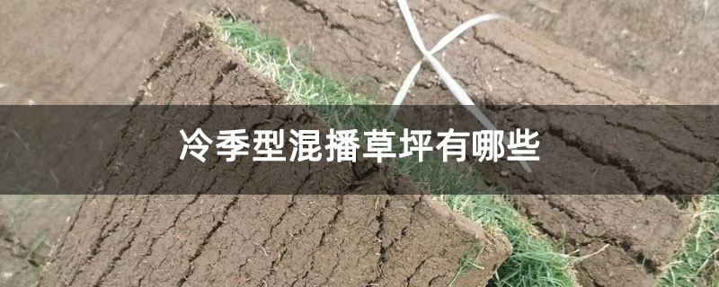 冷季型混播草坪有哪些