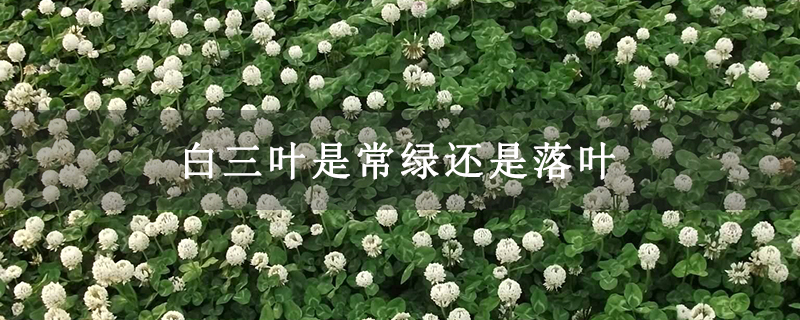白三叶是常绿还是落叶