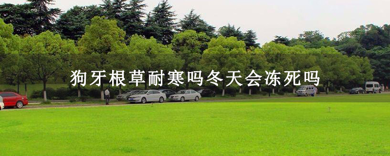 狗牙根草耐寒吗冬天会冻死吗