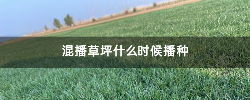 混播草坪优缺点是什么