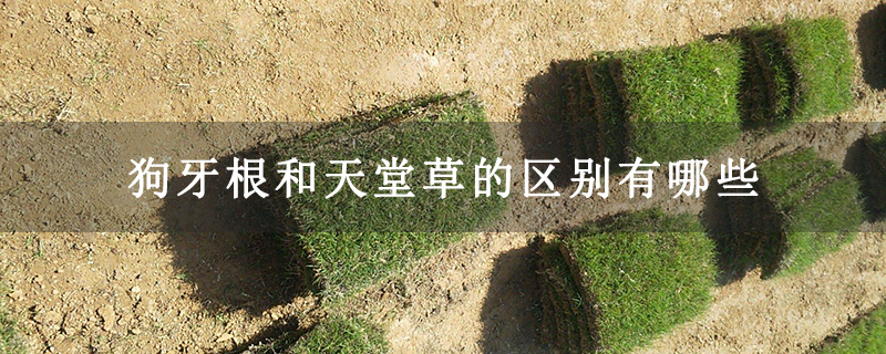 狗牙根和天堂草的区别有哪些