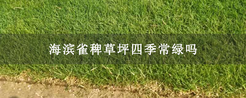 海滨雀稗草坪四季常绿吗