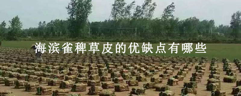 海滨雀稗草皮的优缺点有哪些