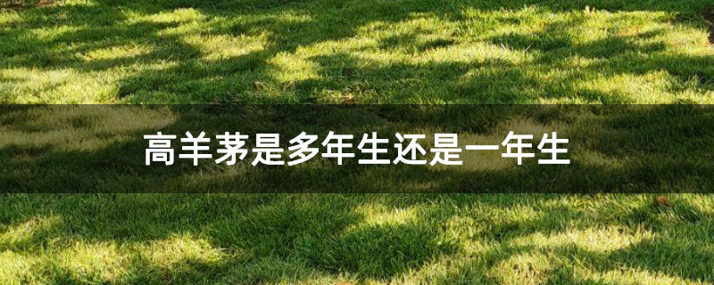 高羊茅是多年生还是一年生