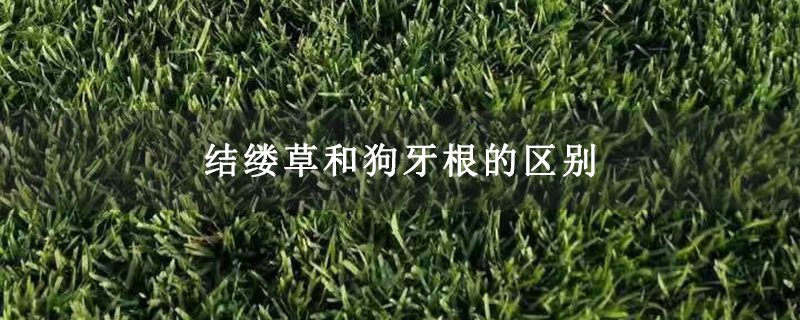 结缕草和狗牙根的区别