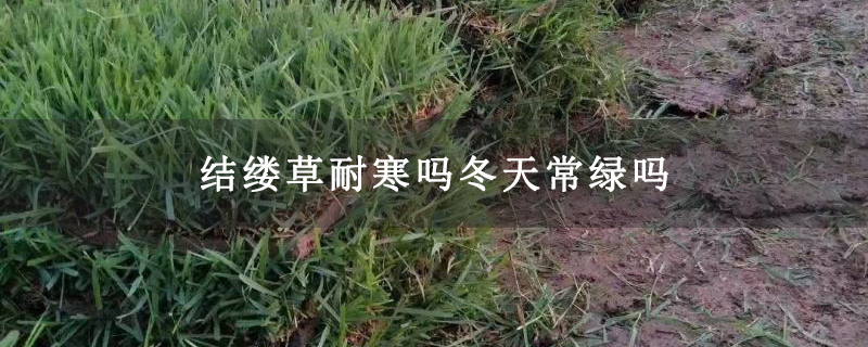 结缕草耐寒吗冬天常绿吗