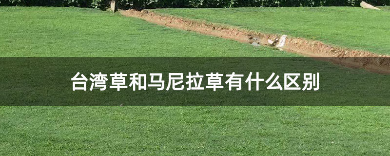台湾草和马尼拉草有什么区别