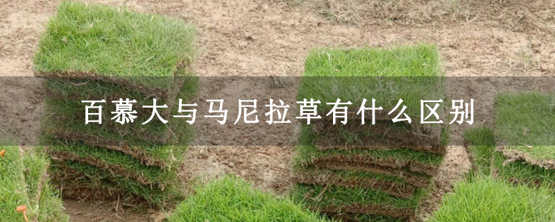 百慕大与马尼拉草有什么区别