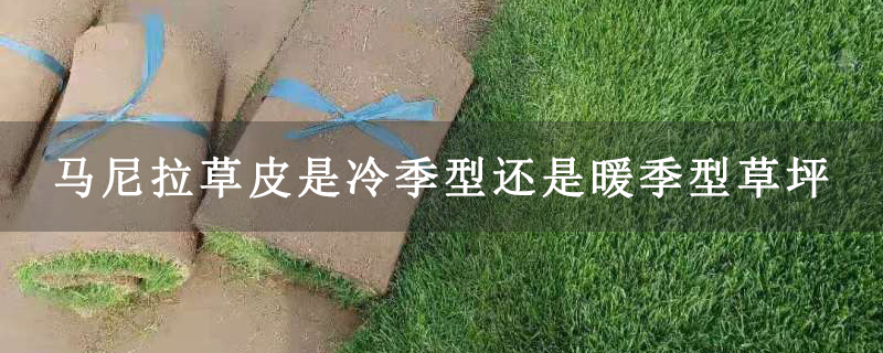 马尼拉草皮是冷季型还是暖季型草坪