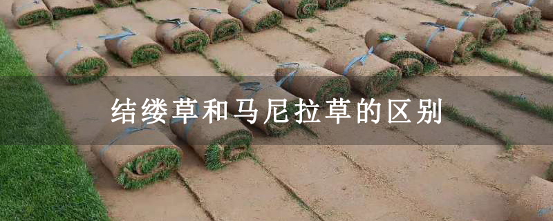 结缕草和马尼拉草的区别
