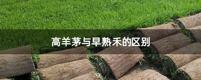 高羊茅与早熟禾的区别