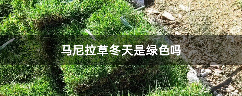 马尼拉草冬天是绿色吗