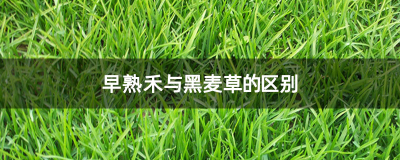 早熟禾与黑麦草的区别
