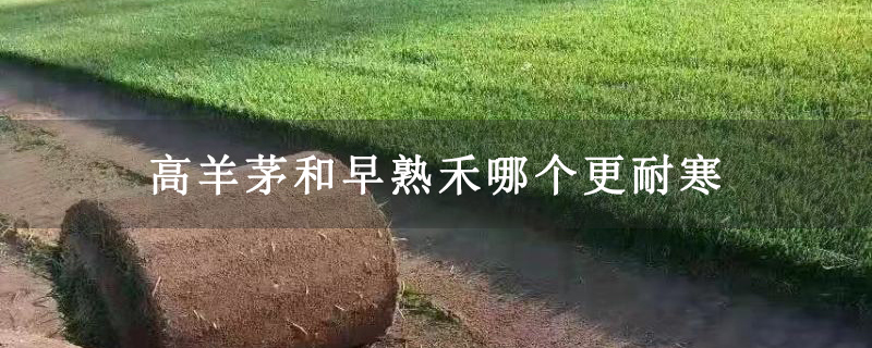 高羊茅和早熟禾哪个更耐寒