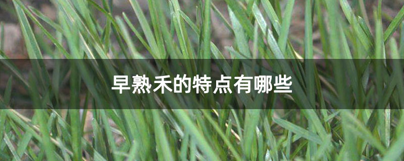早熟禾的特点有哪些