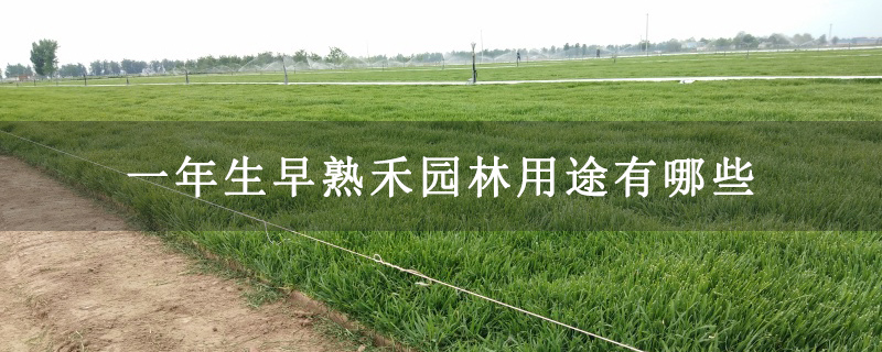 一年生早熟禾园林用途有哪些