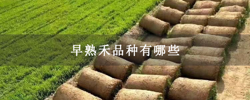 早熟禾品种有哪些