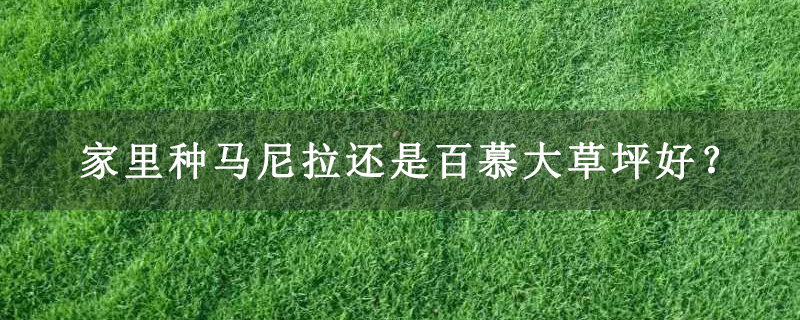 家里种马尼拉还是百慕大草坪好？