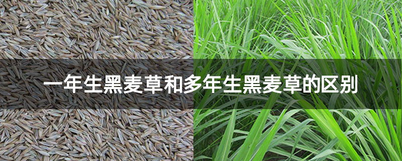 一年生黑麦草和多年生黑麦草的区别