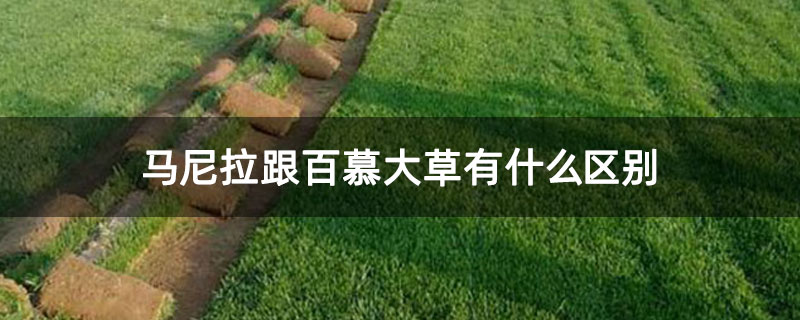 马尼拉跟百慕大草有什么区别
