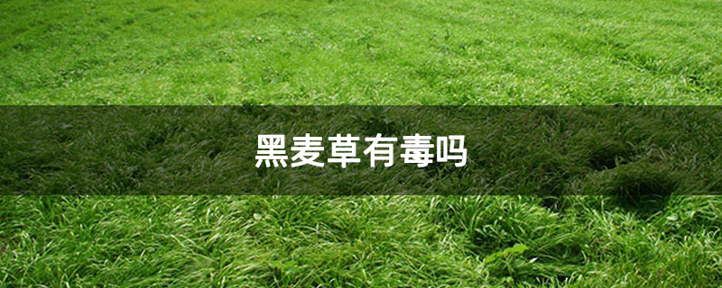 黑麦草有毒吗